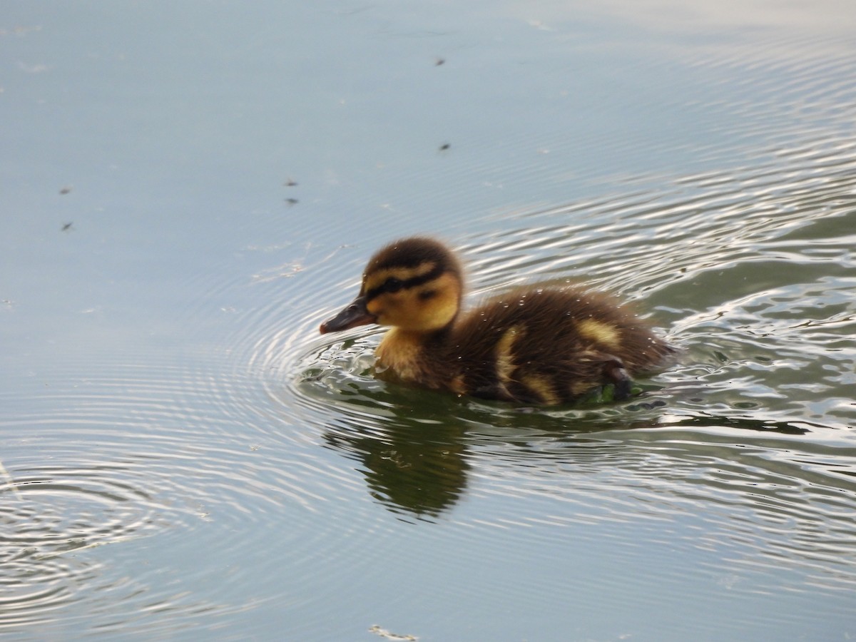 Mallard - ML638018821