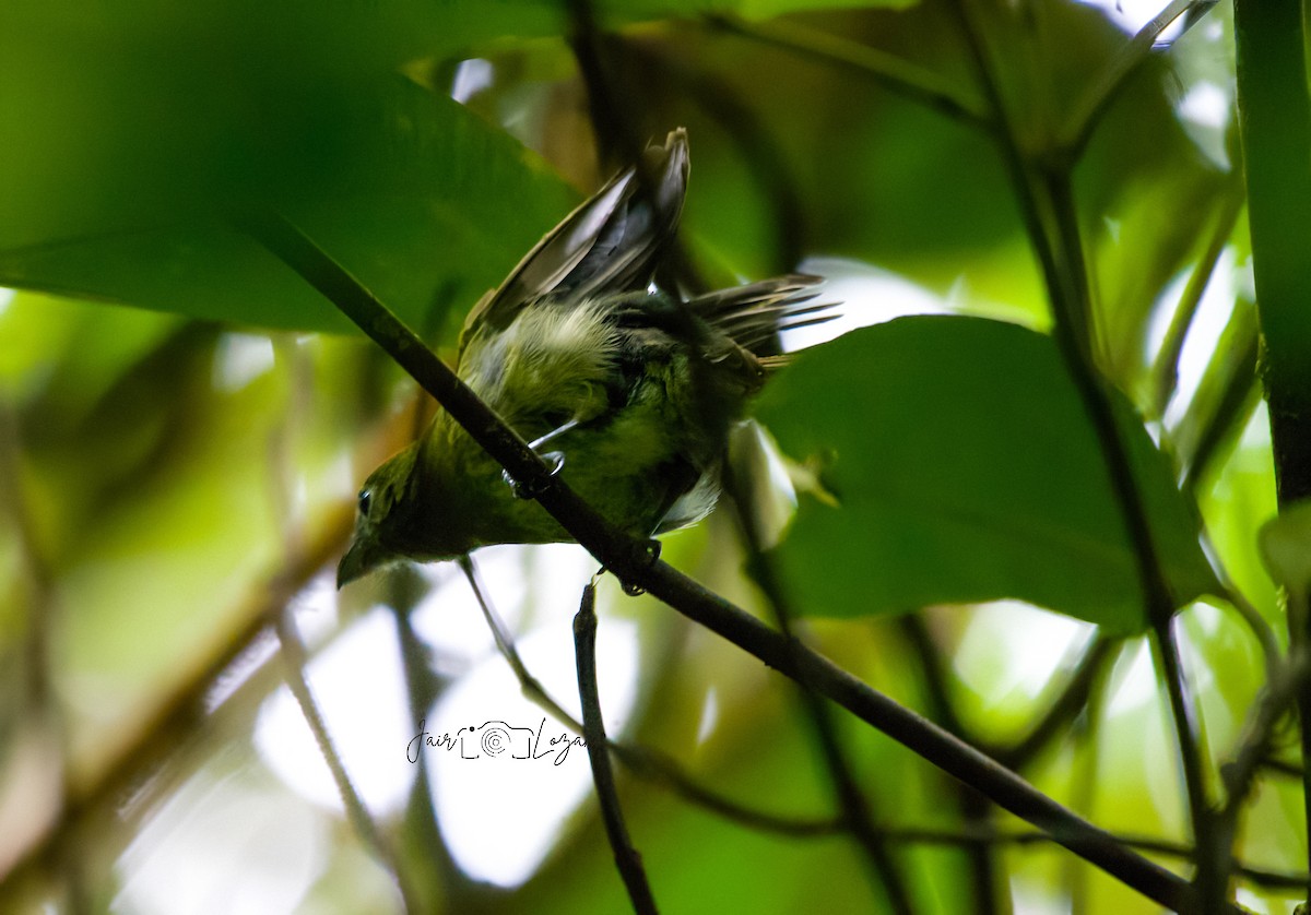 Lemon-spectacled Tanager - ML638018825