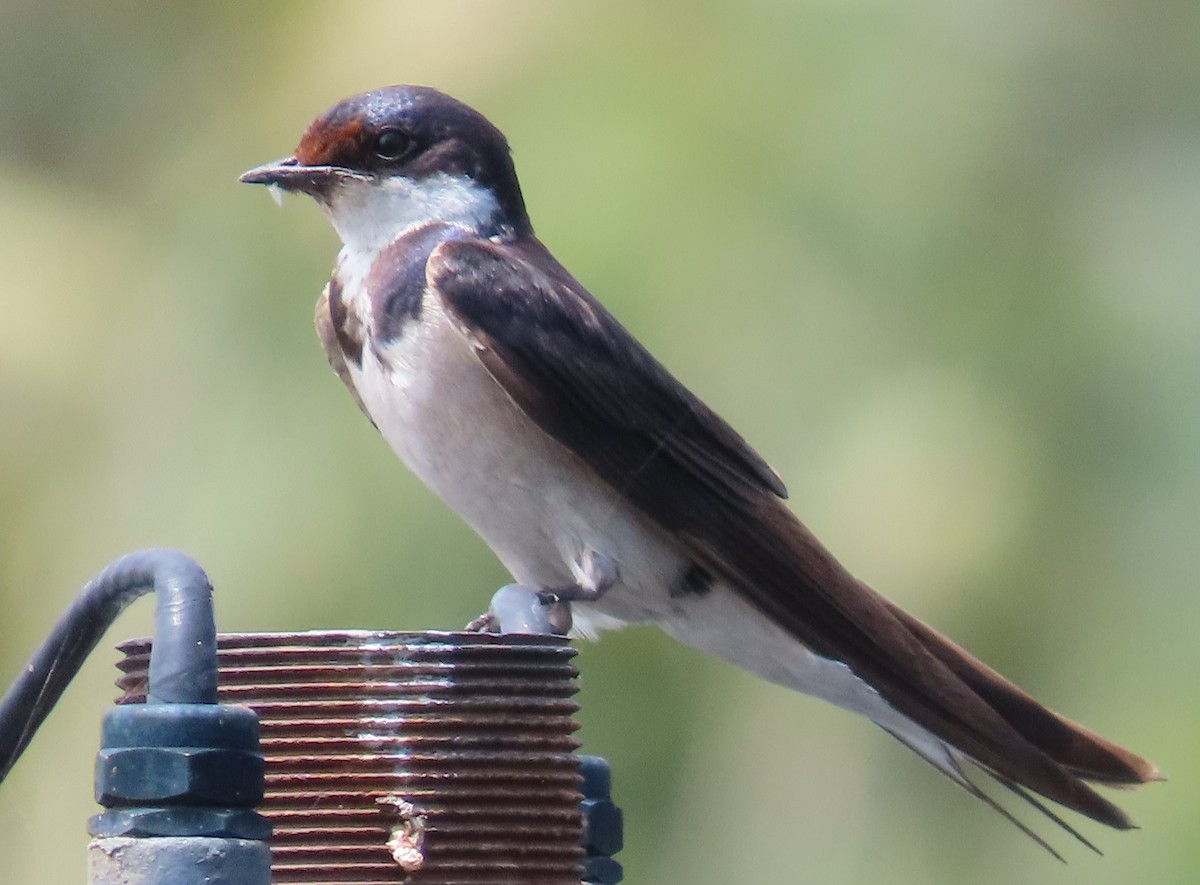 White-throated Swallow - ML638018844