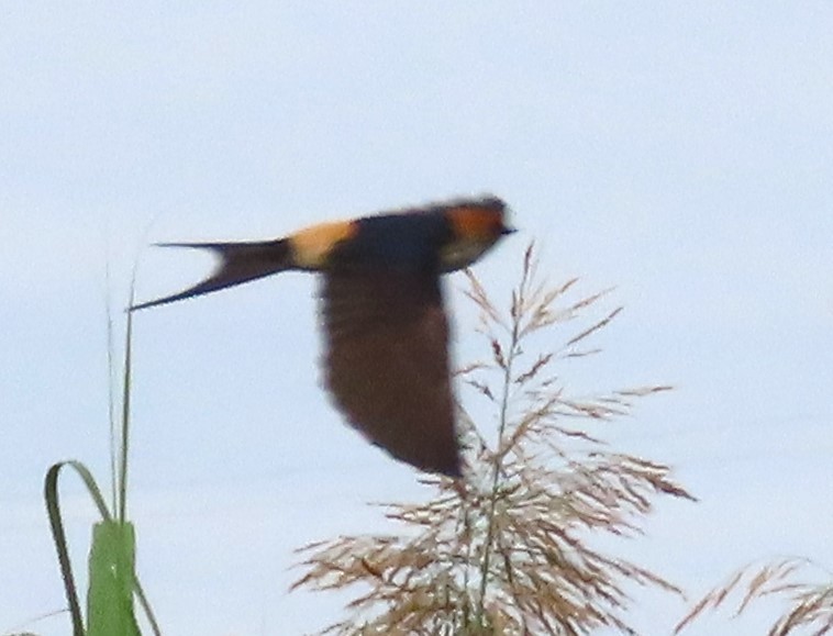 Golondrina Cabecirrufa - ML638018871