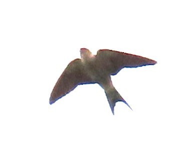 Golondrina Cabecirrufa - ML638018881