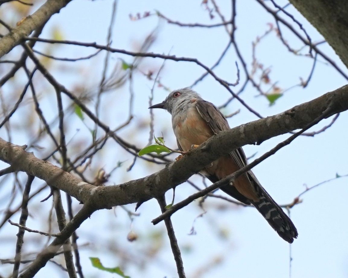 Plaintive Cuckoo - ML638018990