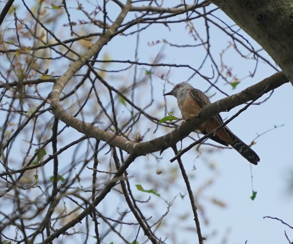 Plaintive Cuckoo - ML638018991