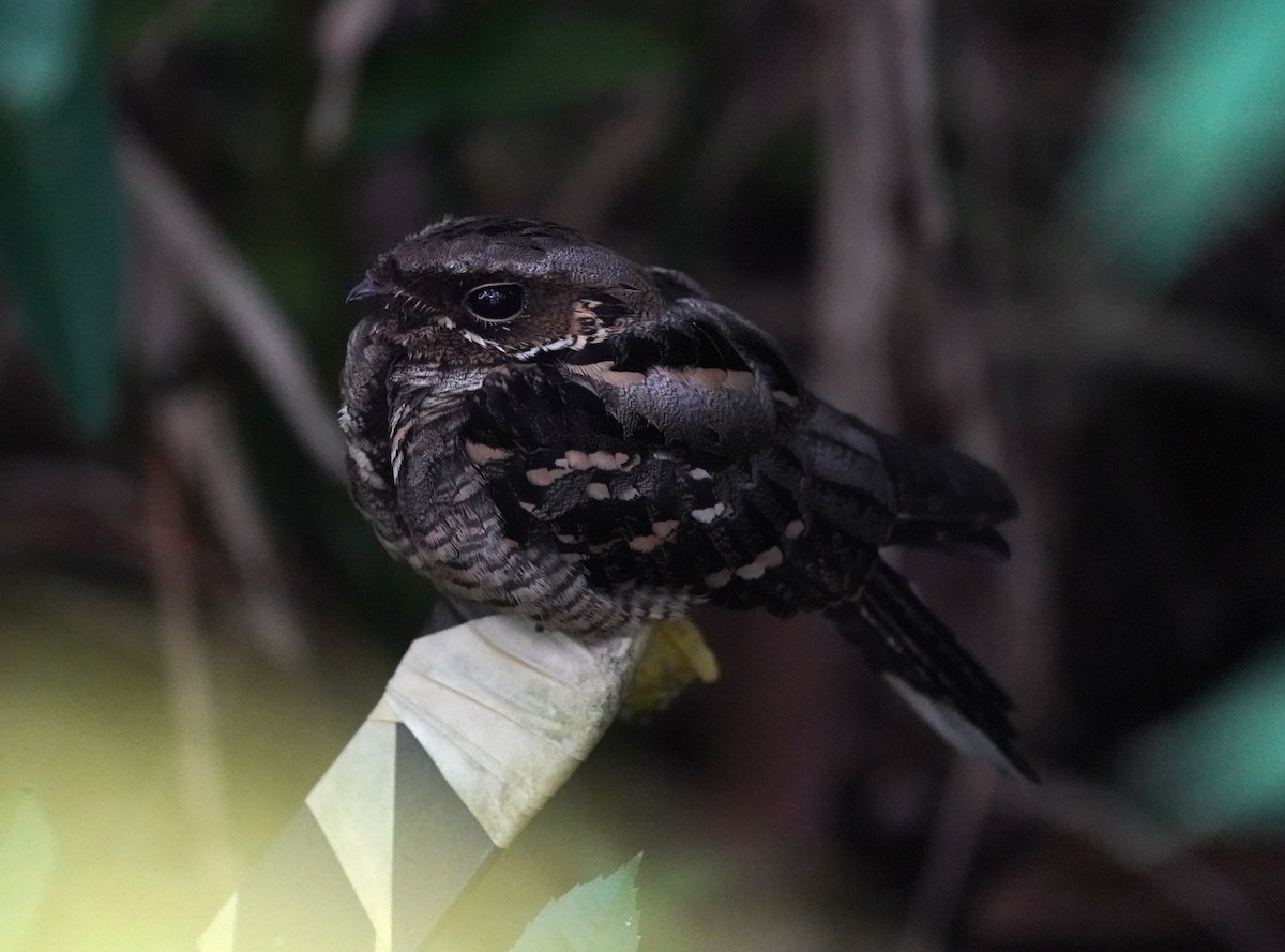 Large-tailed Nightjar - ML638018998