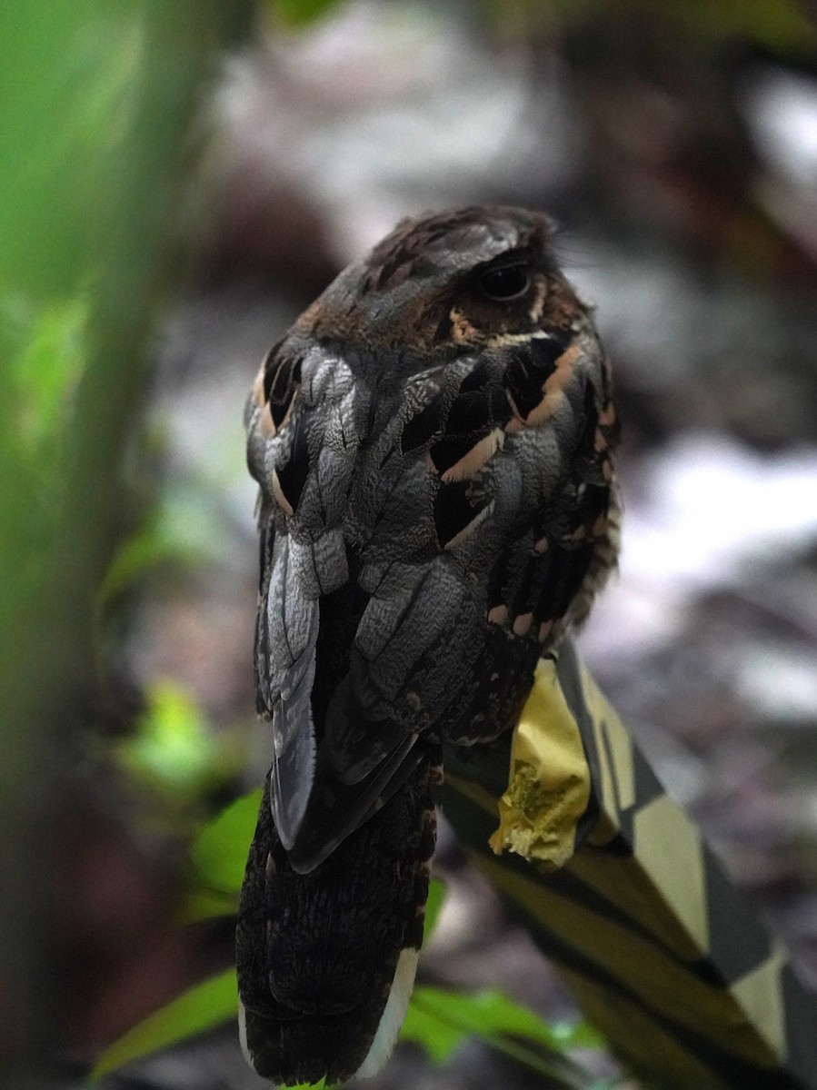 Large-tailed Nightjar - ML638018999