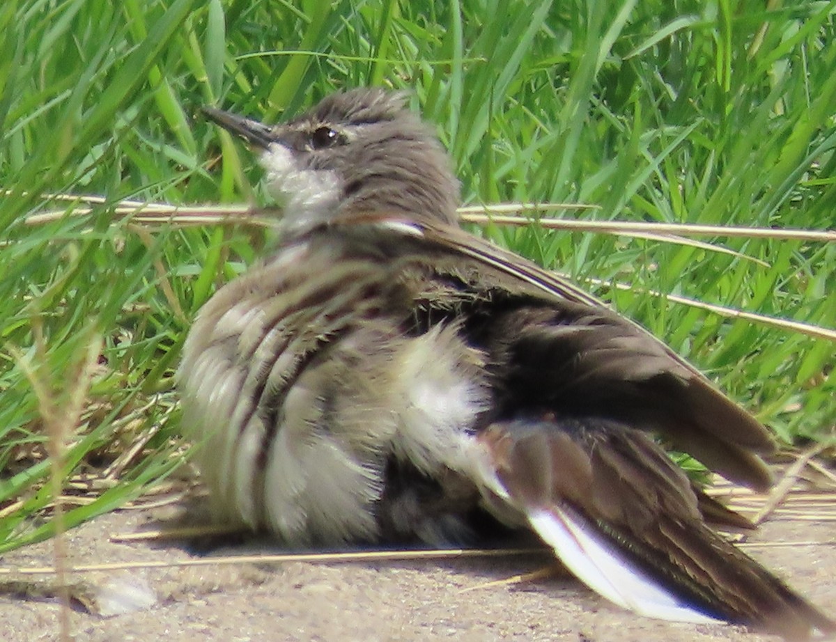 Cape Wagtail - ML638019003
