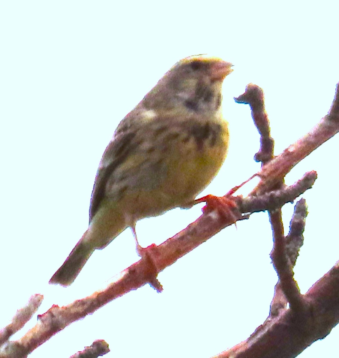 Black-throated Canary - ML638019011