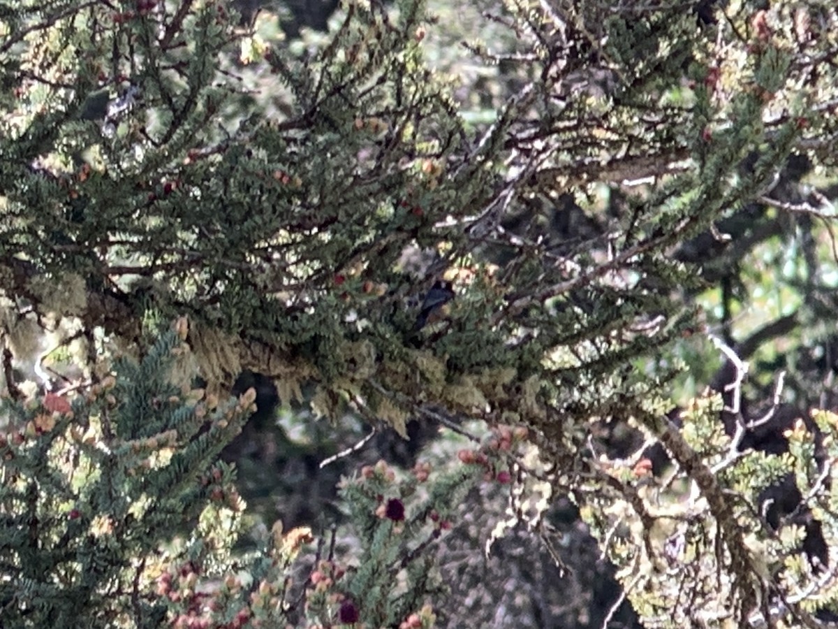 Crested Tit-Warbler - ML638019021