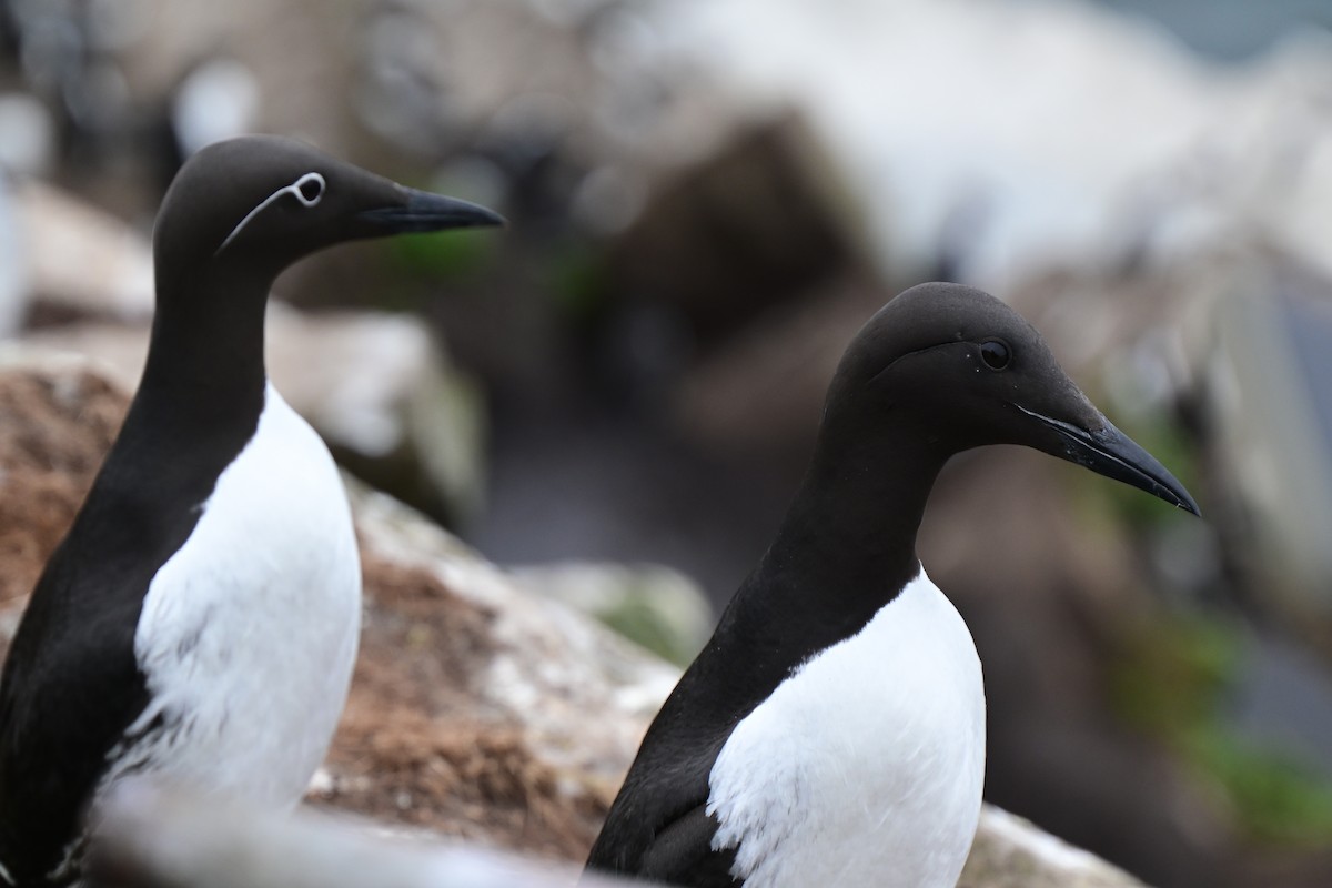Common Murre - ML638019035