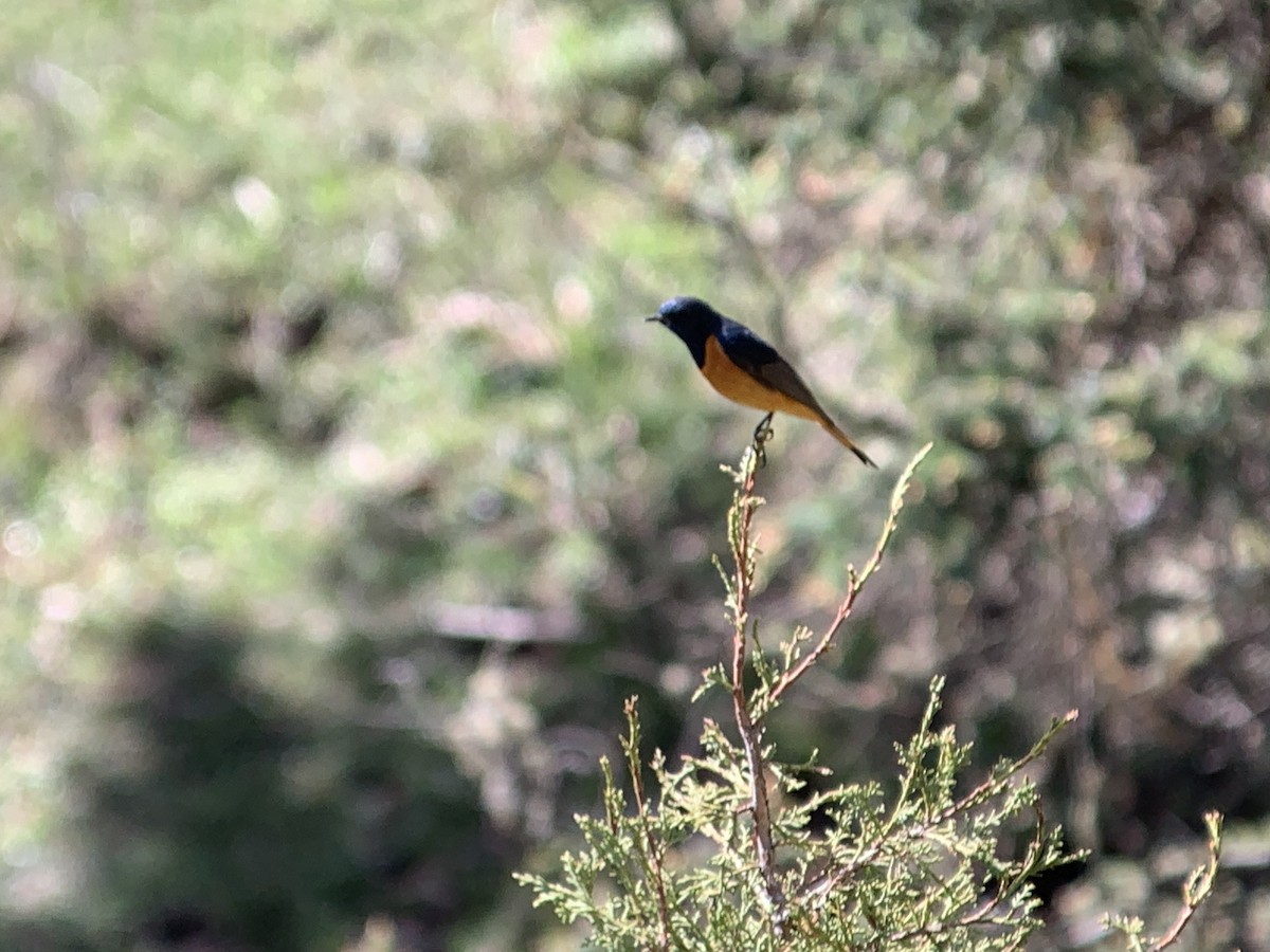 Blue-fronted Redstart - ML638019037