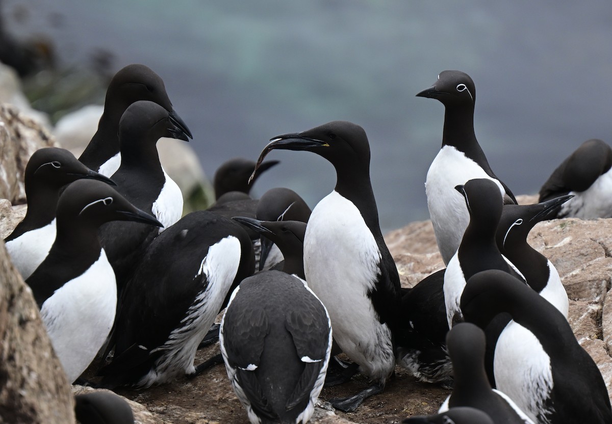 Common Murre - ML638019043