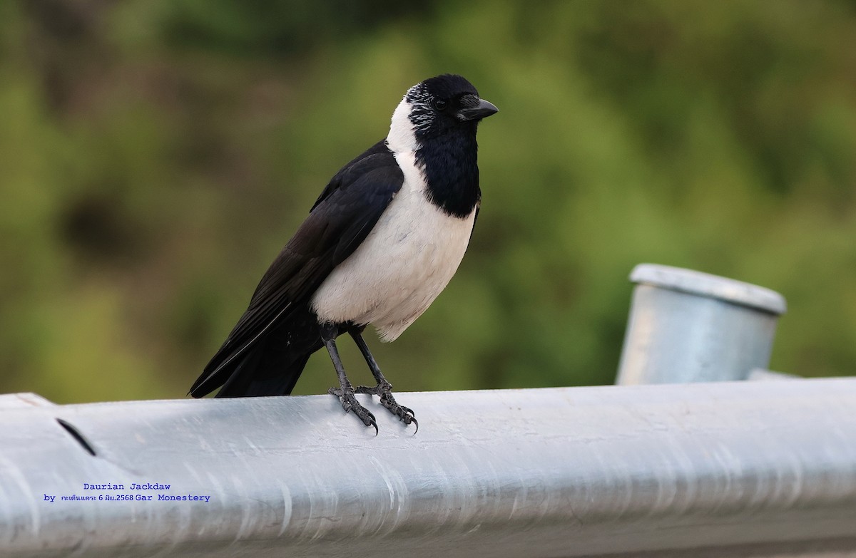 Daurian Jackdaw - ML638019045