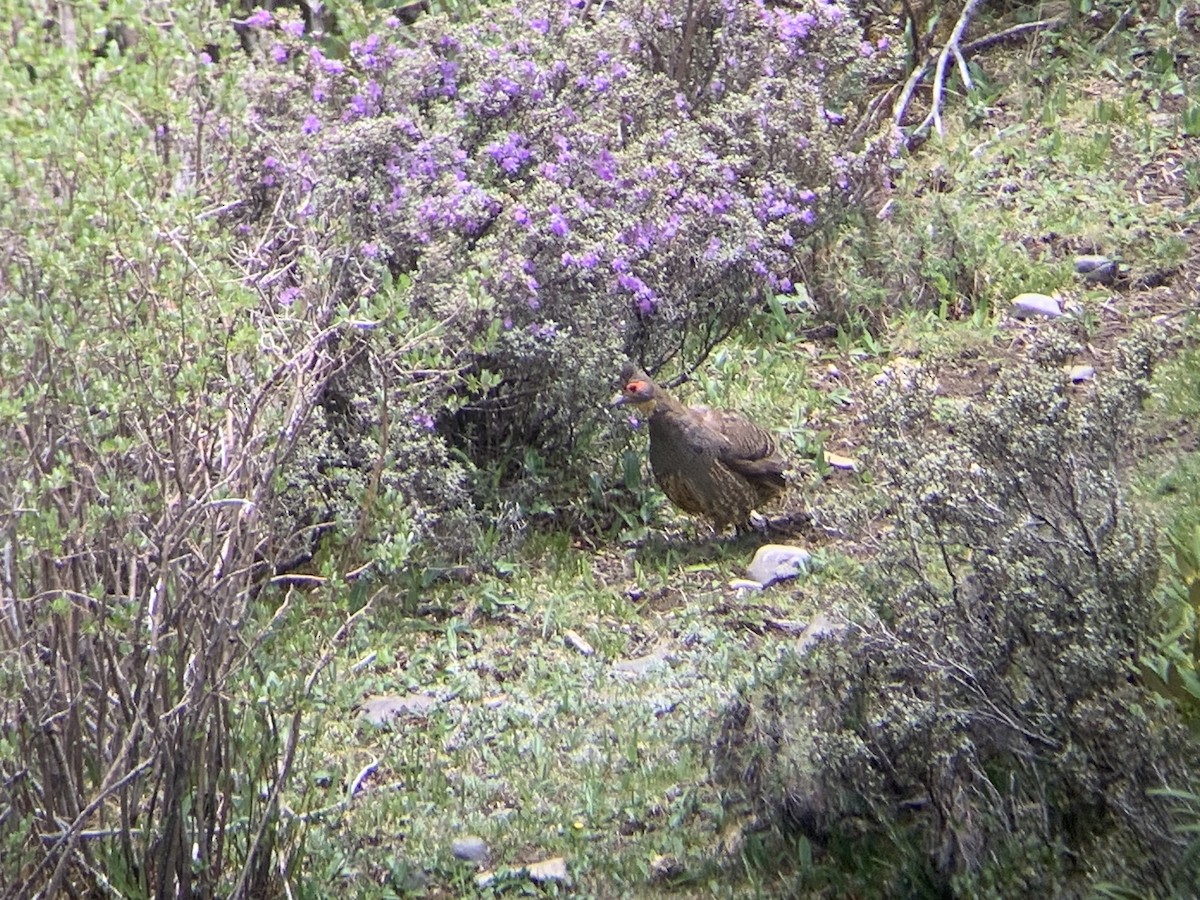 Buff-throated Monal-Partridge - ML638019047