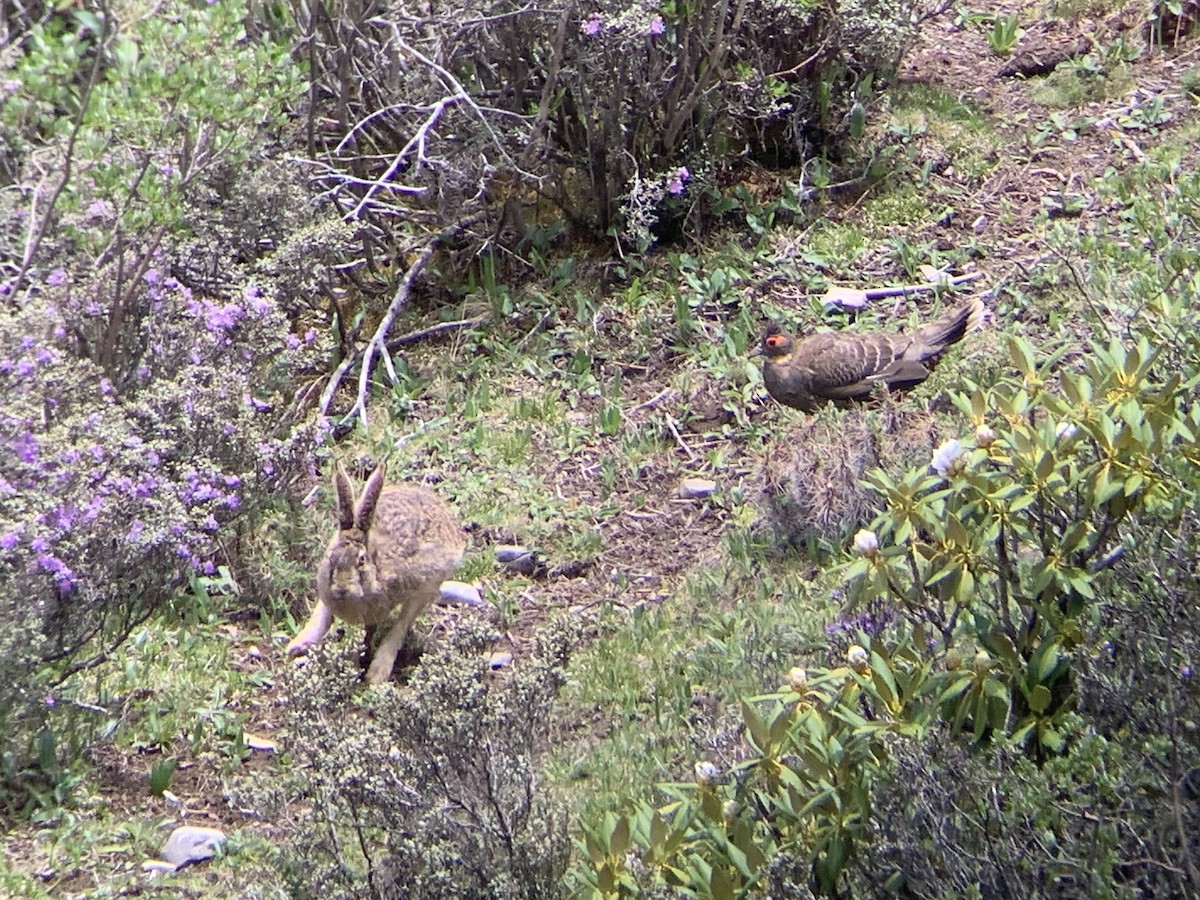 Buff-throated Monal-Partridge - ML638019048