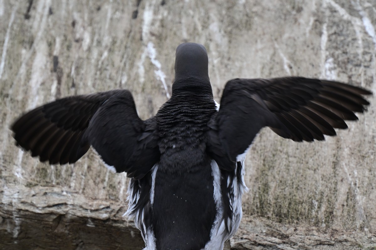 Common Murre - ML638019052