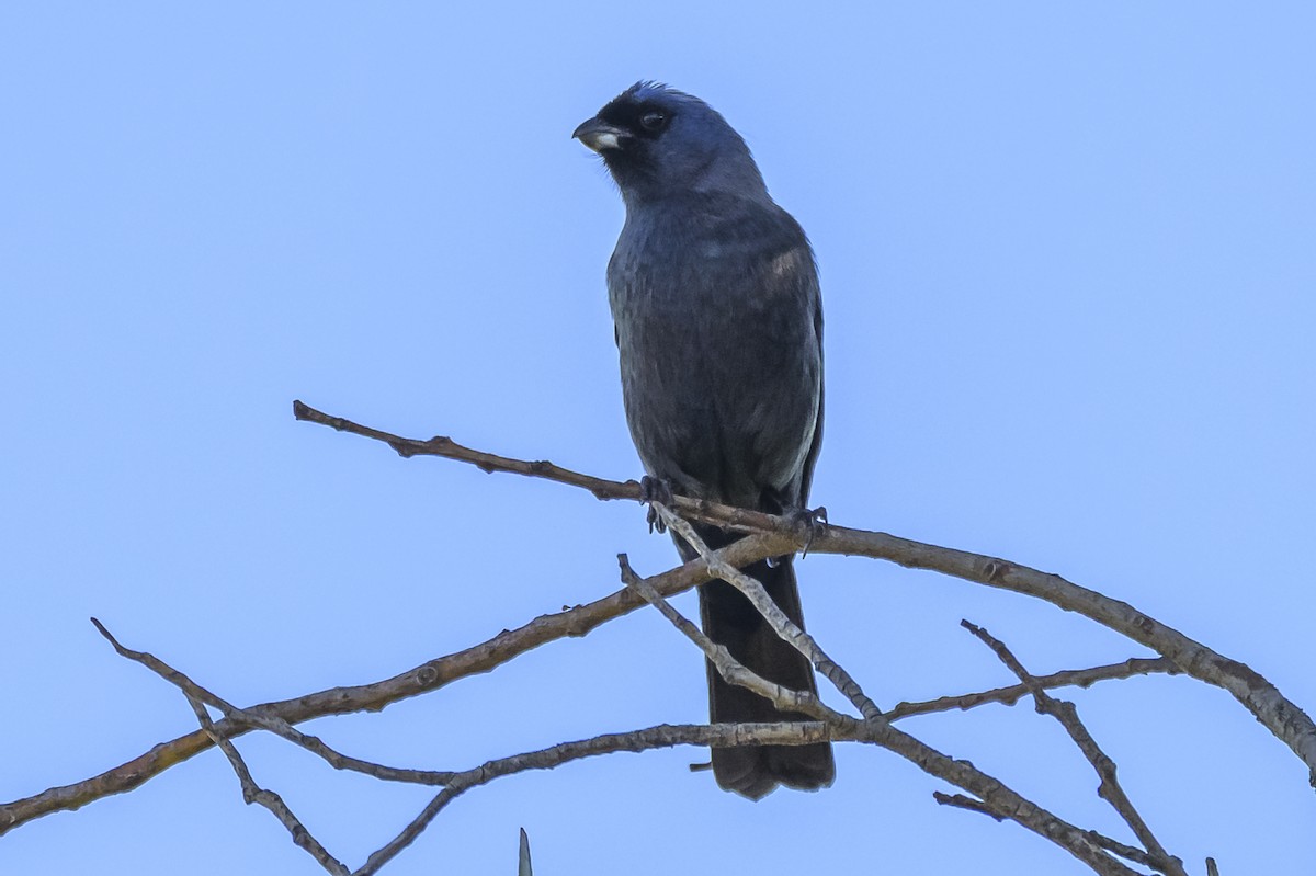 Diademed Tanager - ML638019061