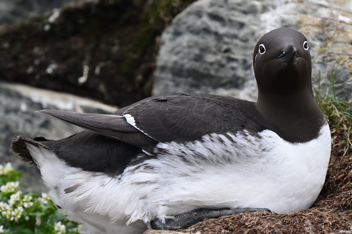 Common Murre - ML638019062