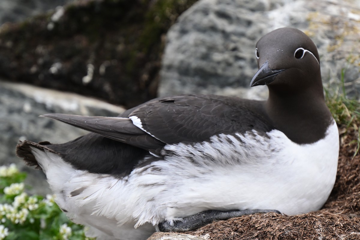Common Murre - ML638019063