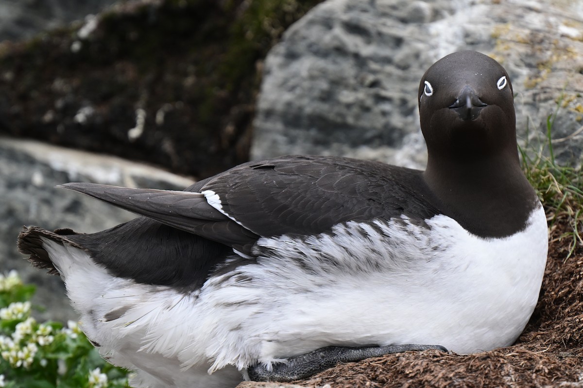 Common Murre - ML638019064