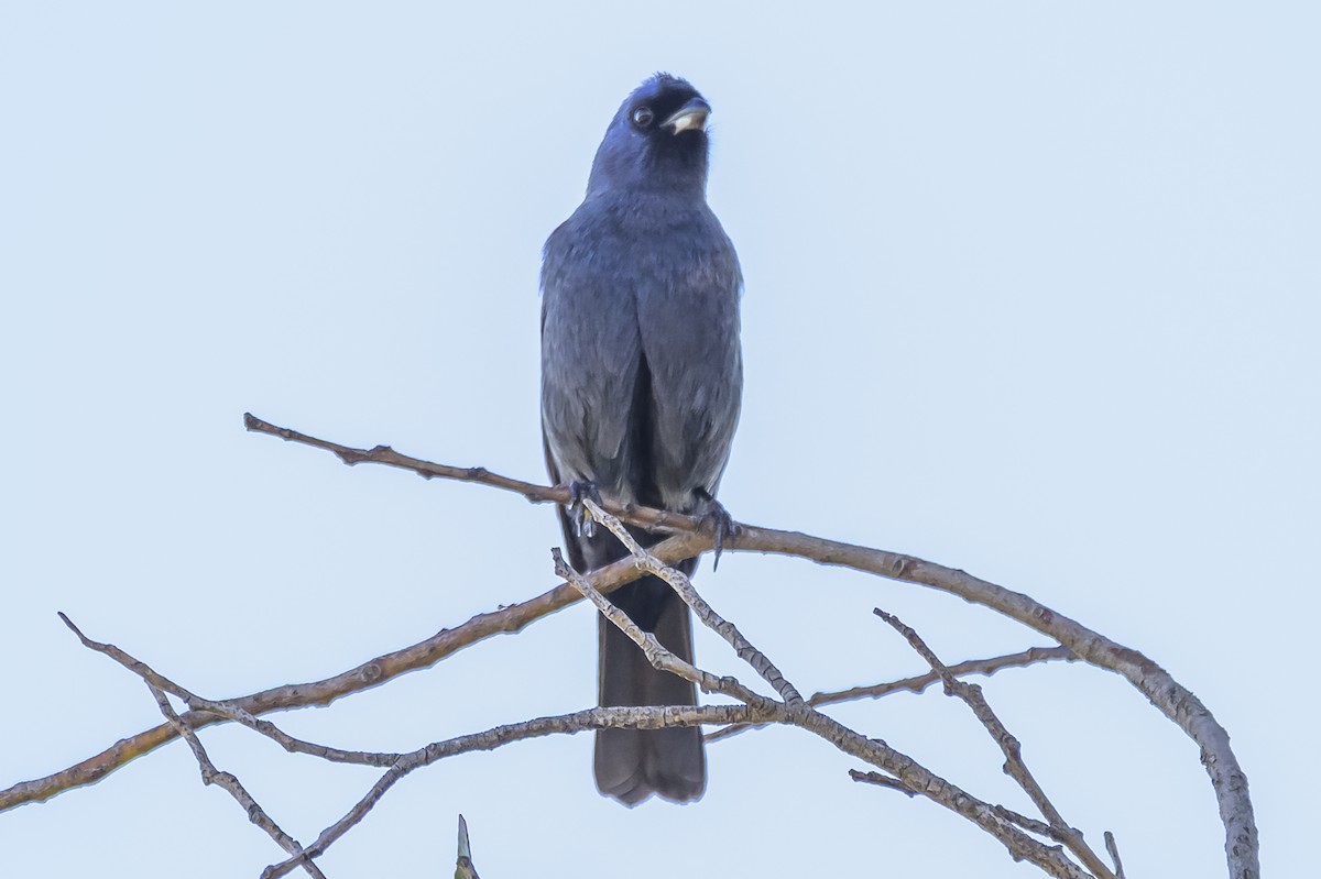 Diademed Tanager - ML638019073