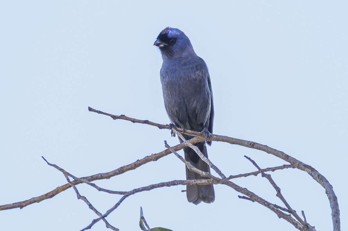 Diademed Tanager - ML638019080