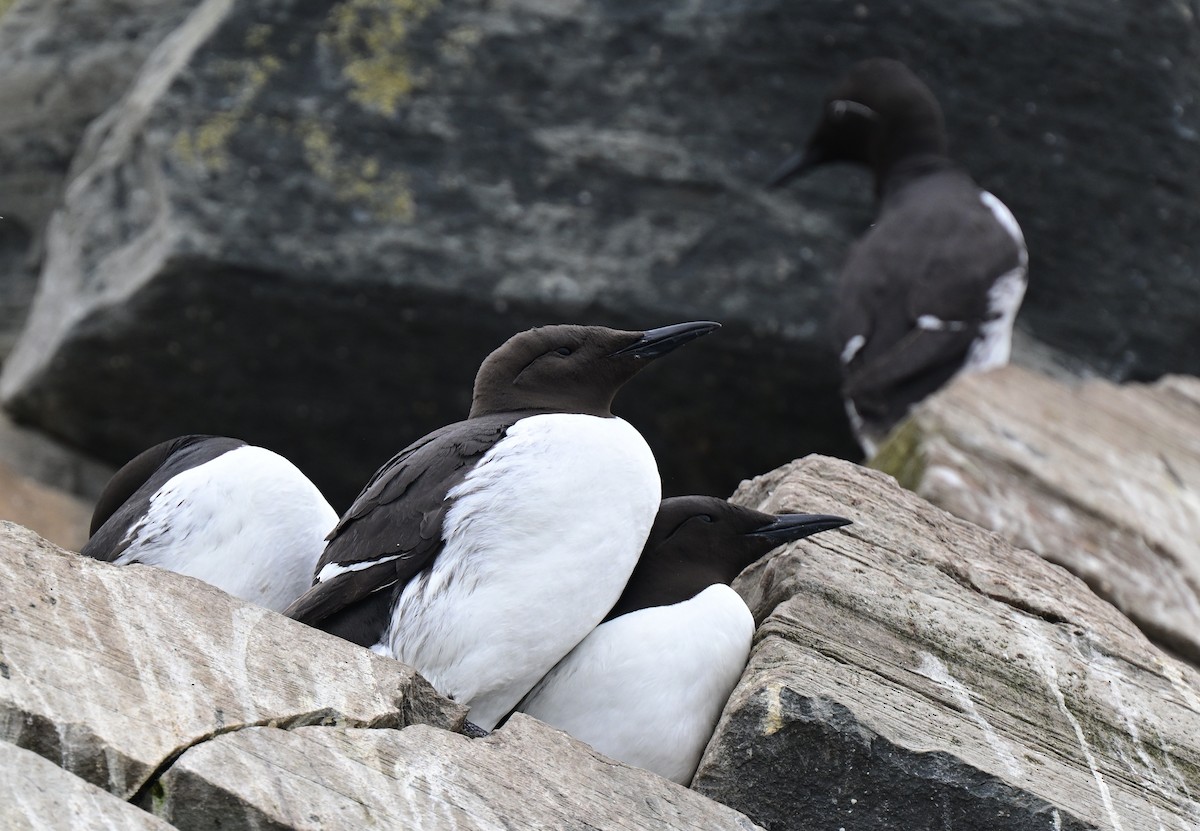 Common Murre - ML638019085