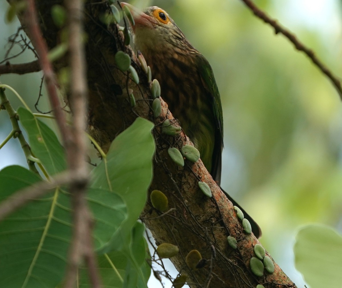 Lineated Barbet - ML638019091
