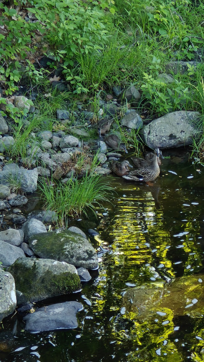 Mallard - ML638019095
