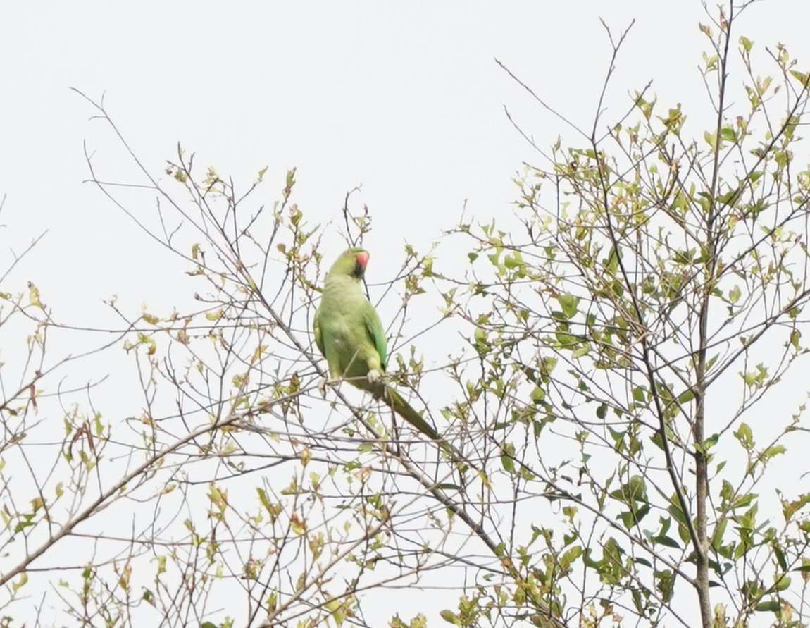 Rose-ringed Parakeet - ML638019097