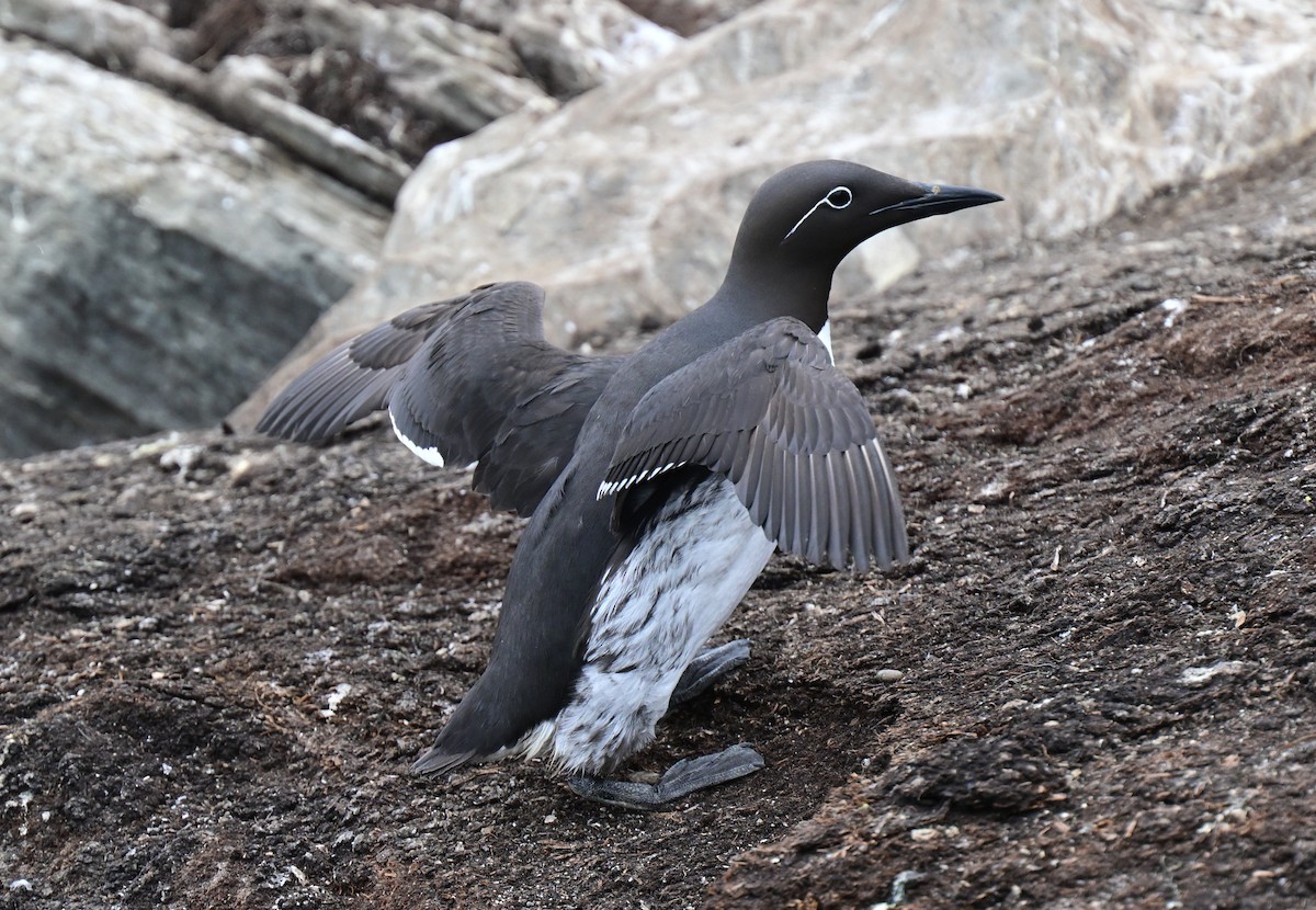 Common Murre - ML638019098