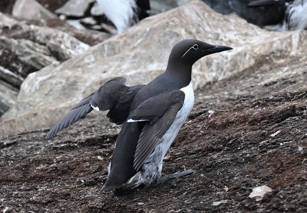 Common Murre - ML638019099