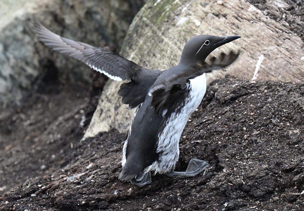 Common Murre - ML638019100