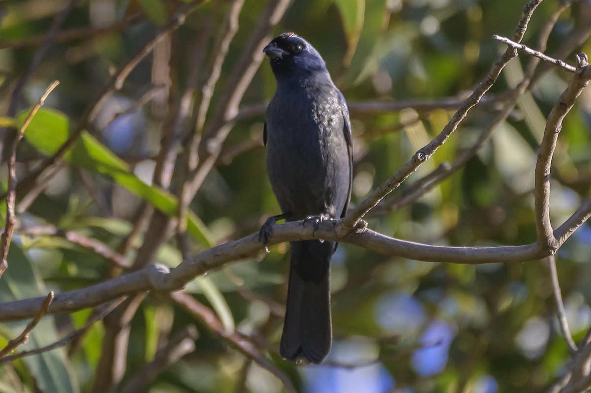 Diademed Tanager - ML638019110