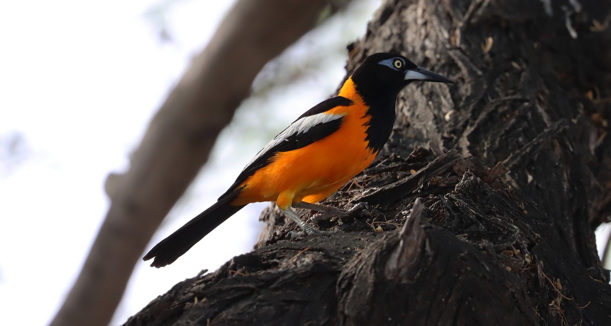 Venezuelan Troupial - ML638019134