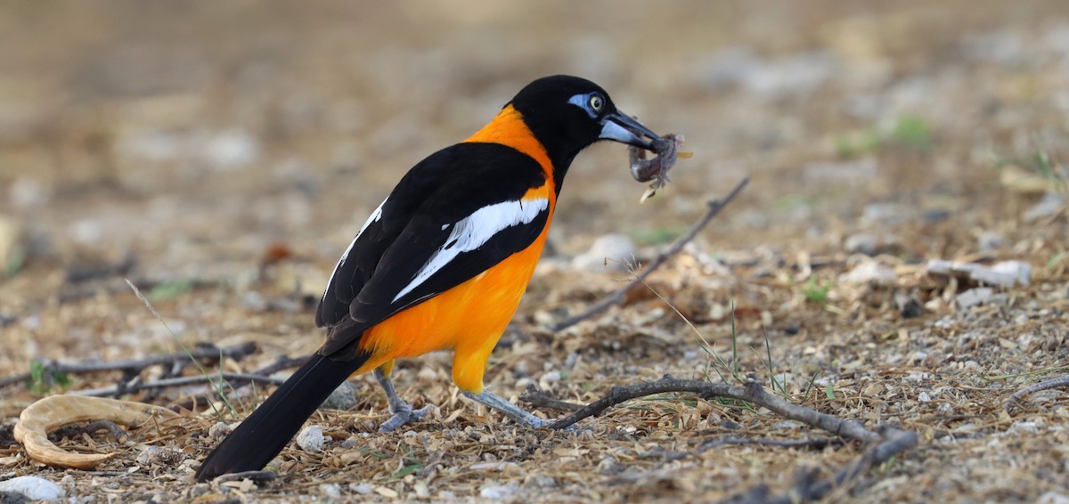 Venezuelan Troupial - ML638019156