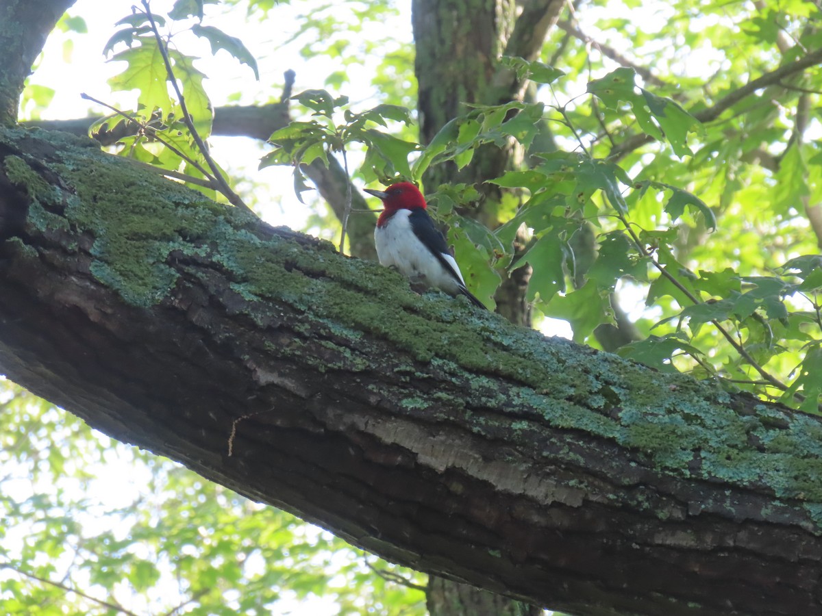 Red-headed Woodpecker - ML638019159