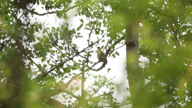 Bengalenpitta - ML638019182
