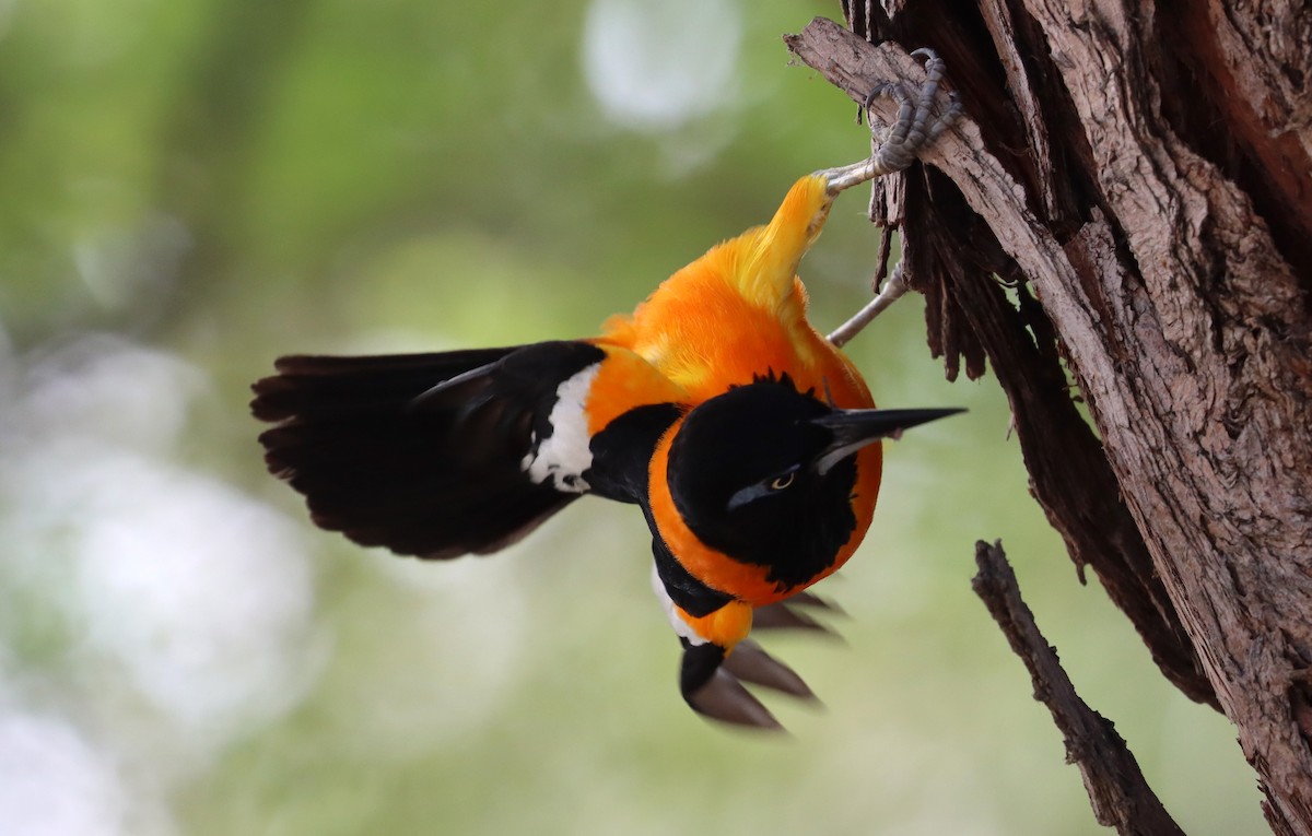Venezuelan Troupial - ML638019198