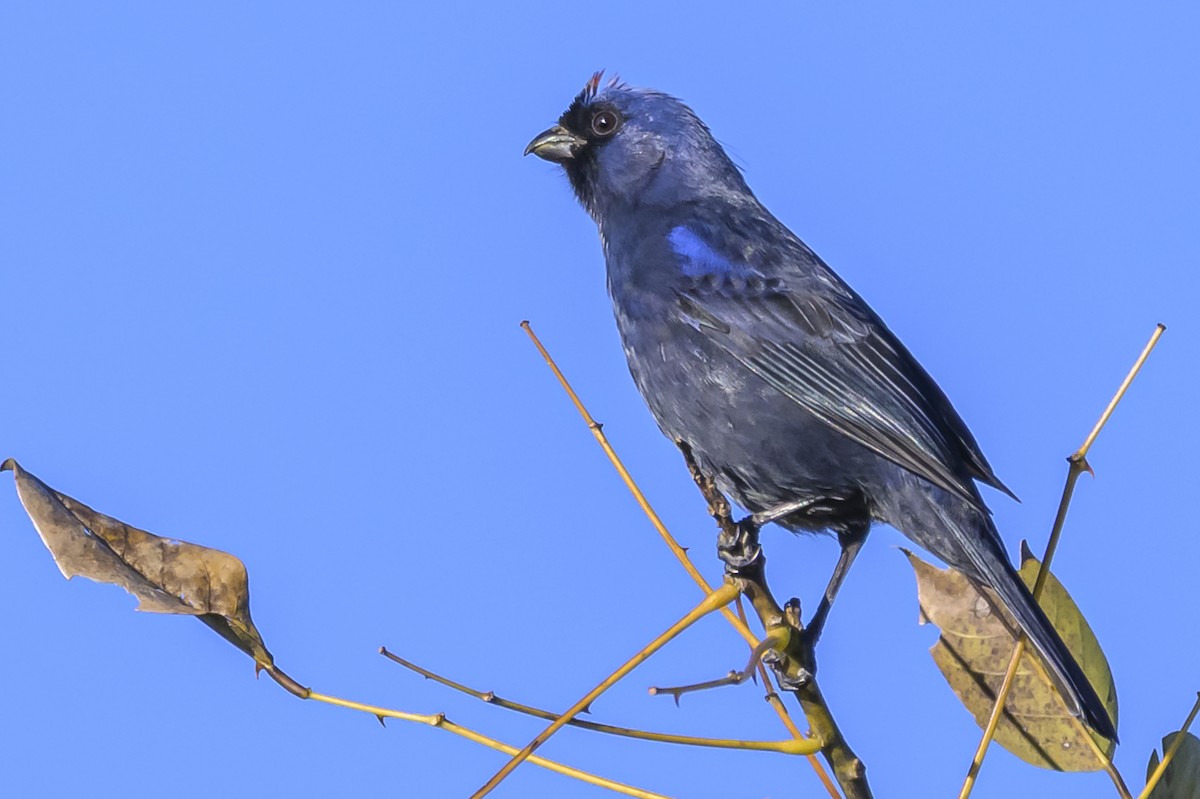 Diademed Tanager - ML638019205