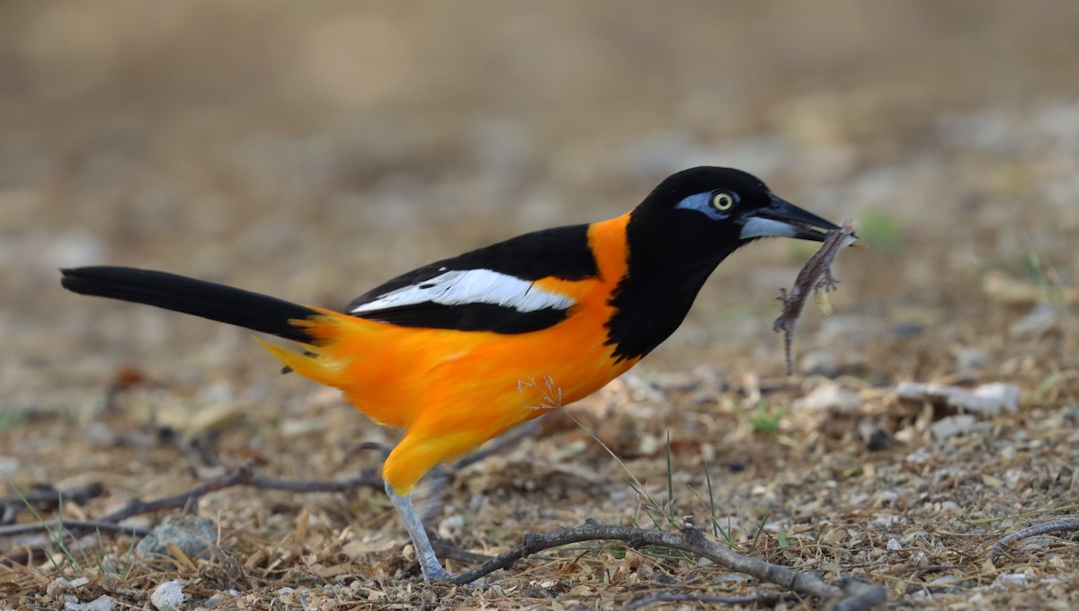 Venezuelan Troupial - ML638019214