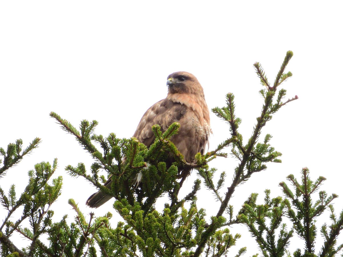 Himalayan Buzzard - ML638019218