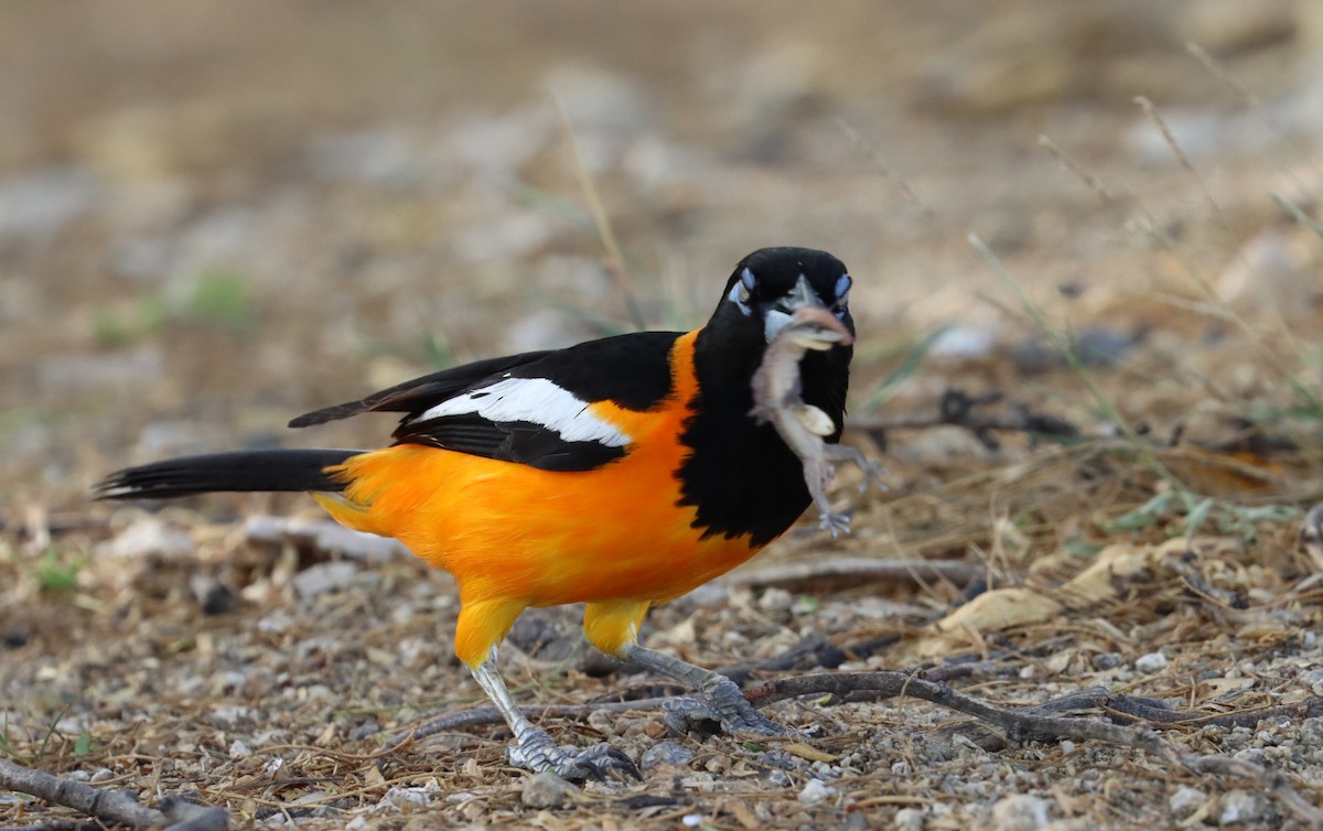 Venezuelan Troupial - ML638019239