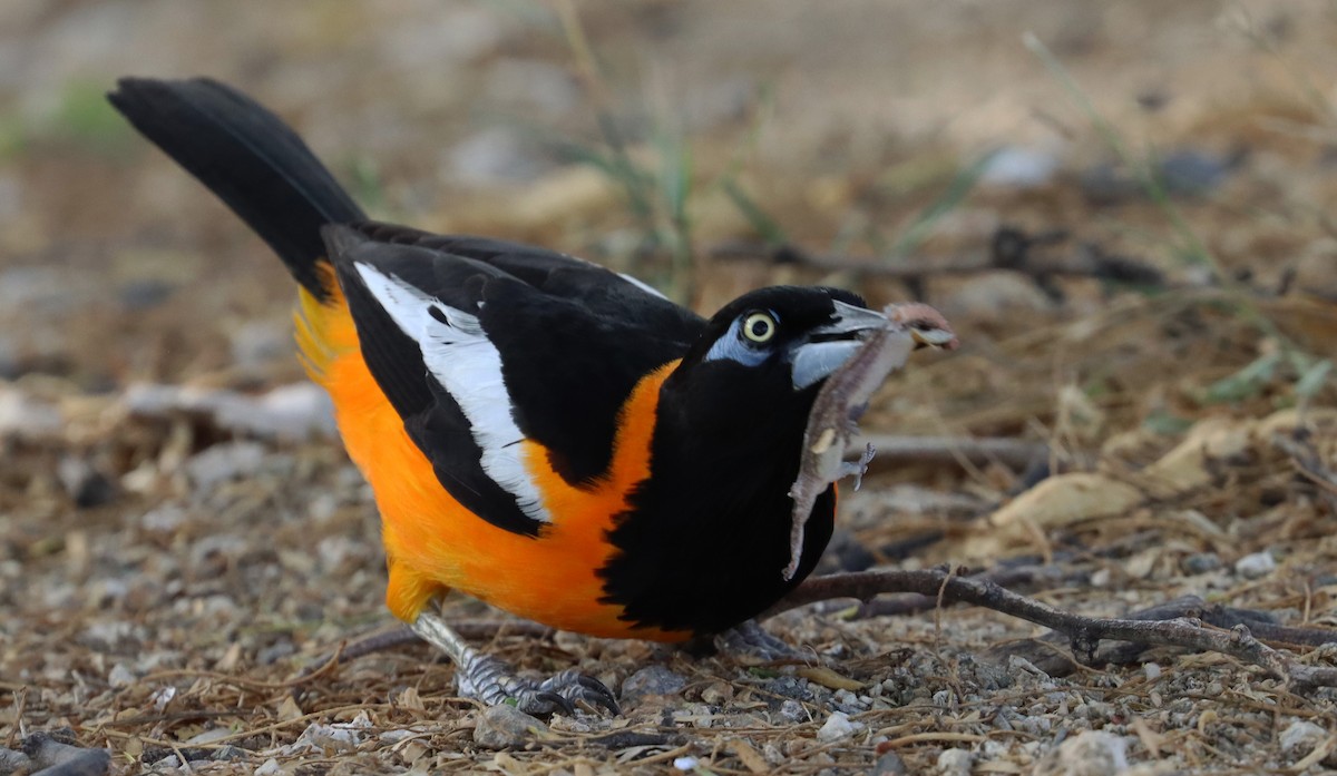 Venezuelan Troupial - ML638019249