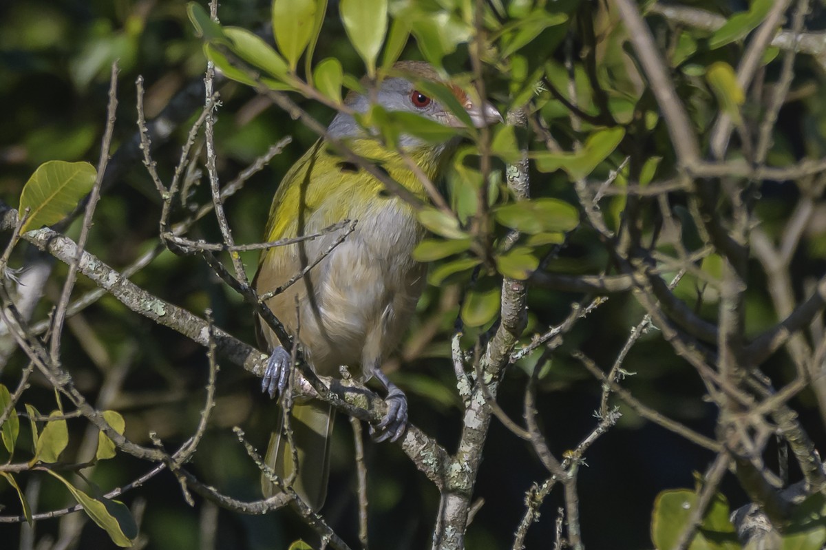 Rufous-browed Peppershrike - ML638019257