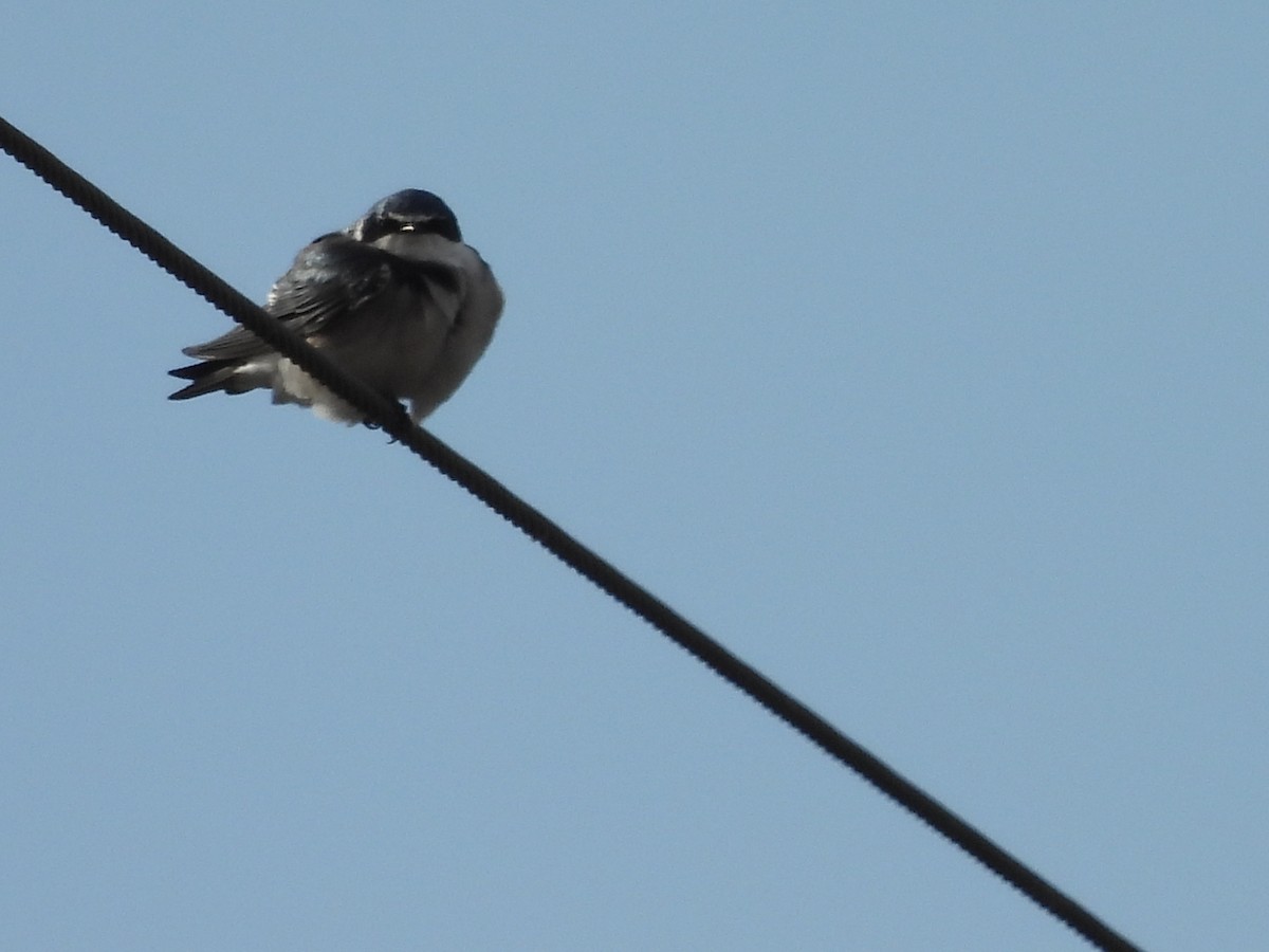 White-rumped Swallow - ML638019275
