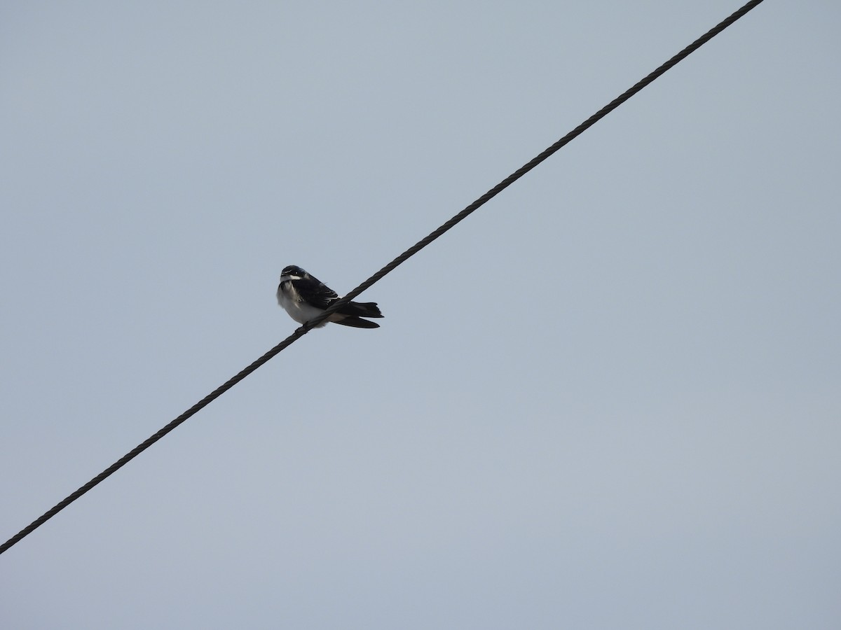 White-rumped Swallow - ML638019281