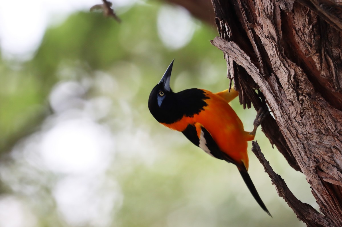 Venezuelan Troupial - ML638019292