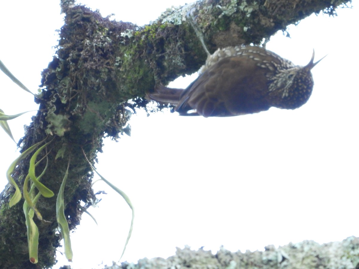 Montane Woodcreeper - ML638019295