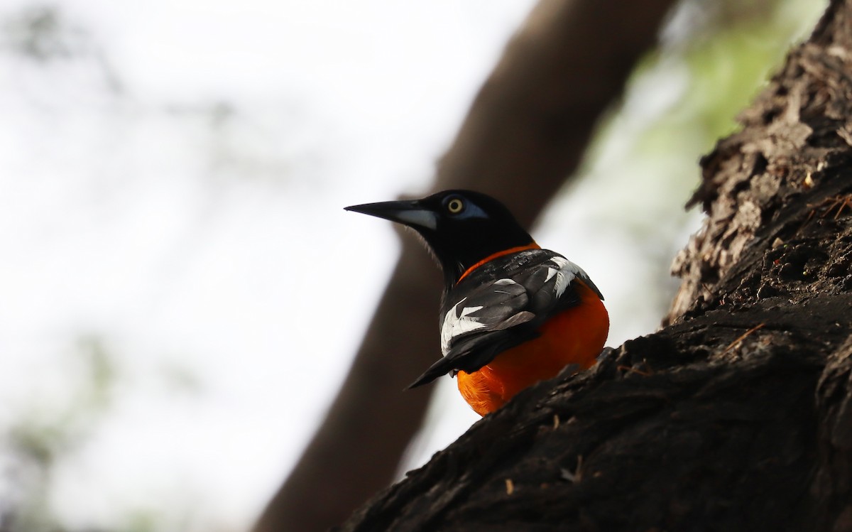 Venezuelan Troupial - ML638019302