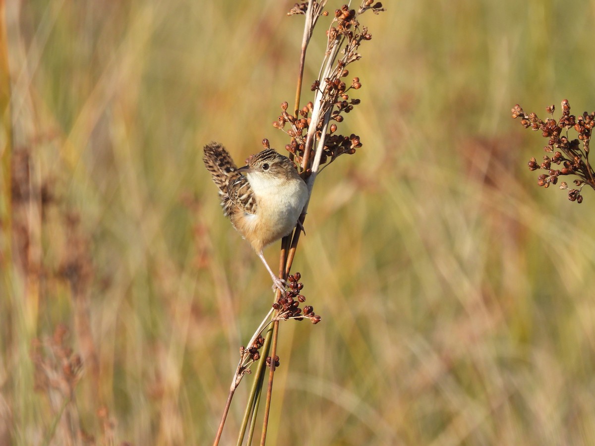 Grass Wren - ML638019333